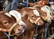 BEEF Ajukan Impor 15 Ribu Sapi di 2024 Naik hingga 25 Persen